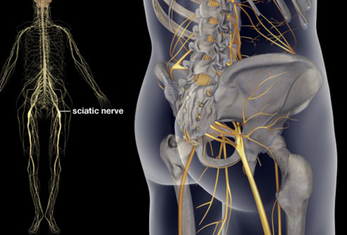 Симптомы боли седалищного нерва у мужчин. Седалищный нерв (sciatic nerve)?. Седалищный нерв (sciatic nerve)? 011. Защемление седалищного нерва анатомия. Седалищный нерв анатомия таз.
