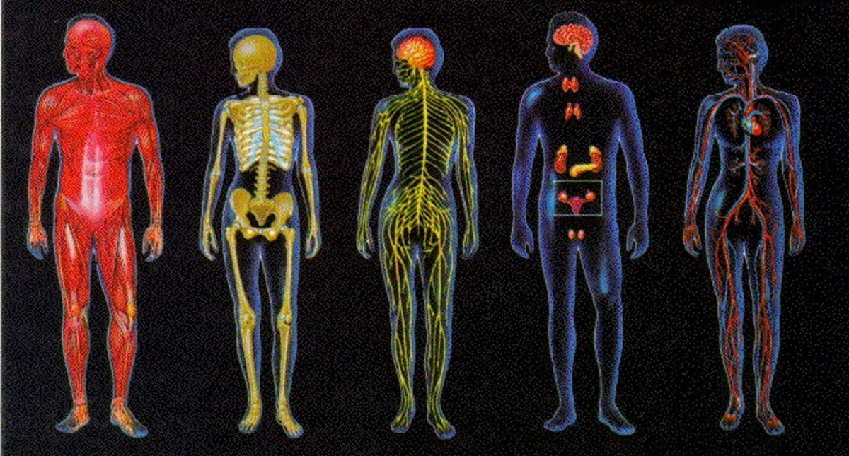 В чем заключается биология человека. Системы тела человека. Организм человека. Человеческий организм. Система органов тела человека.