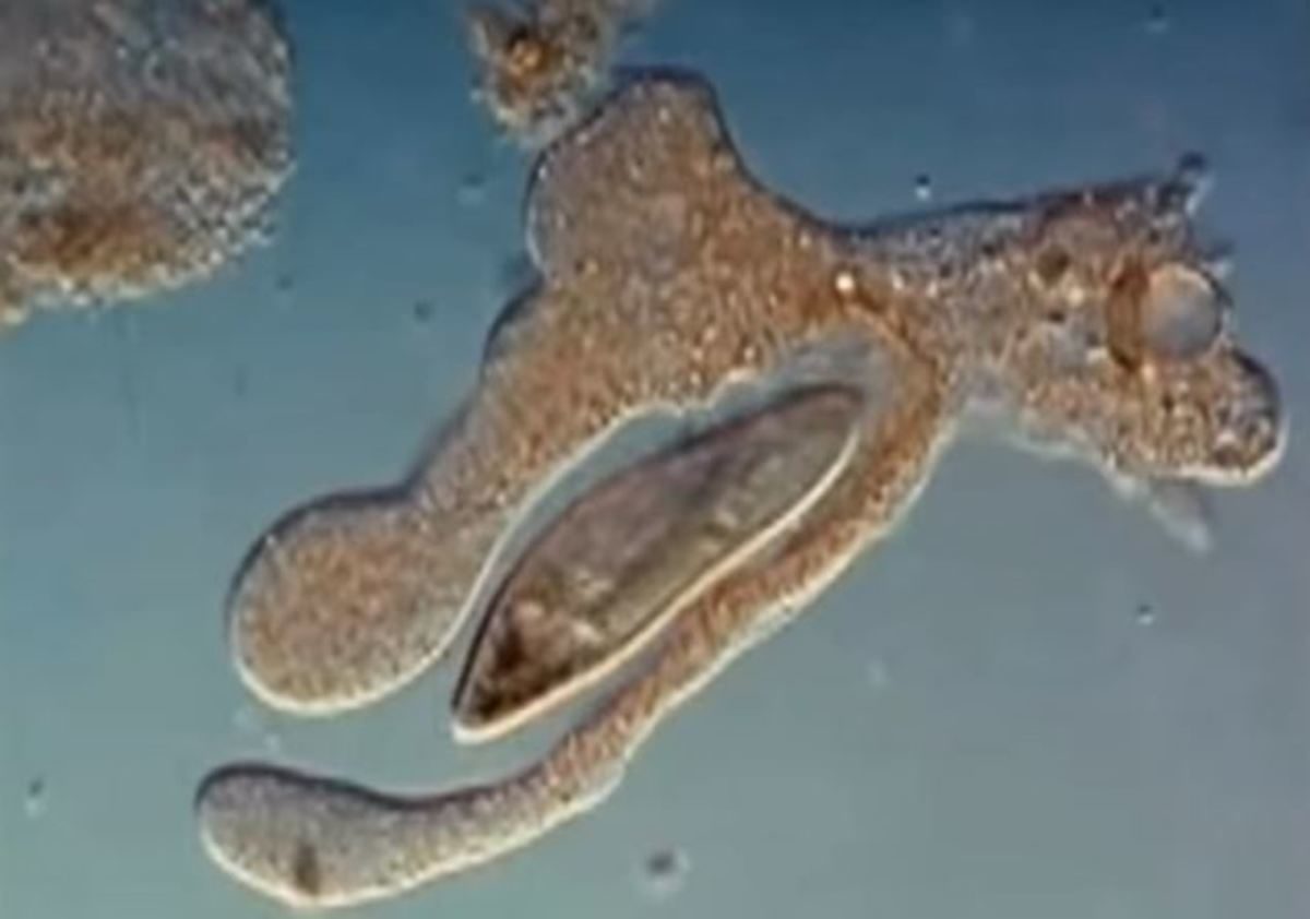 λευκά αιμοσφαίρια