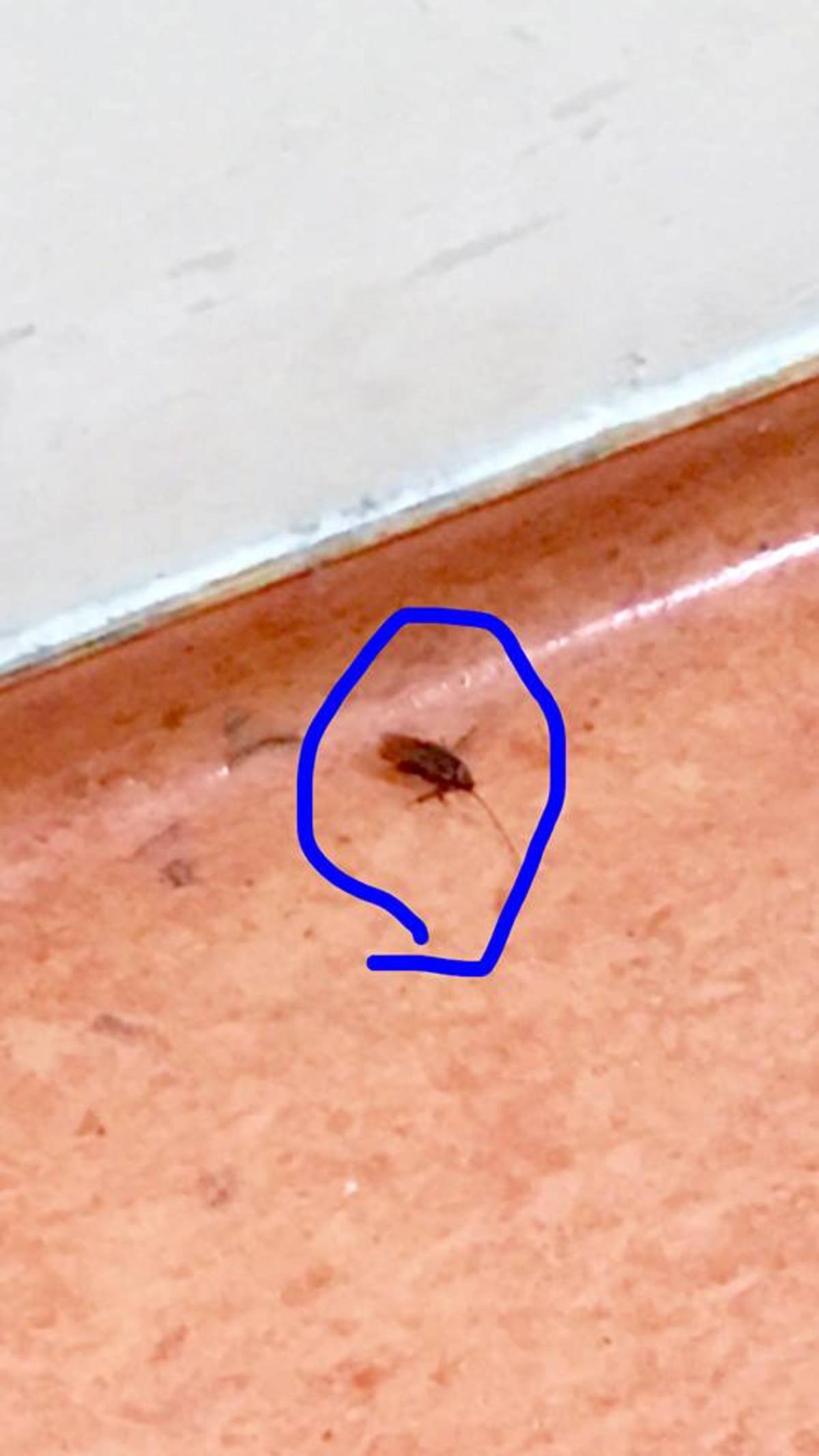 ippokrateio katsarida 2