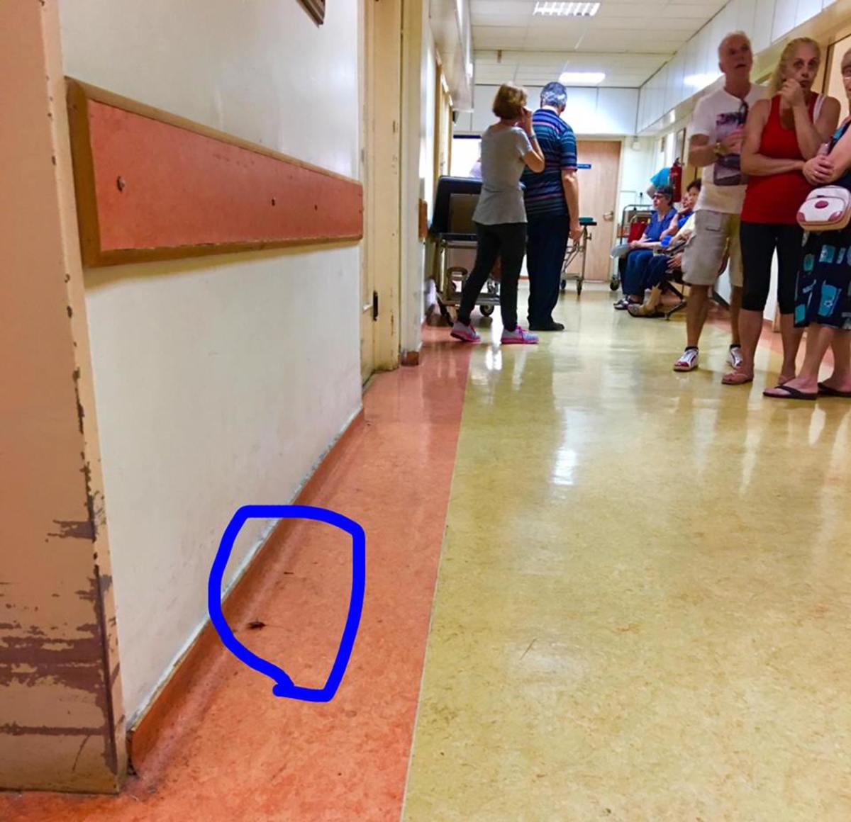 ippokrateio katsarida