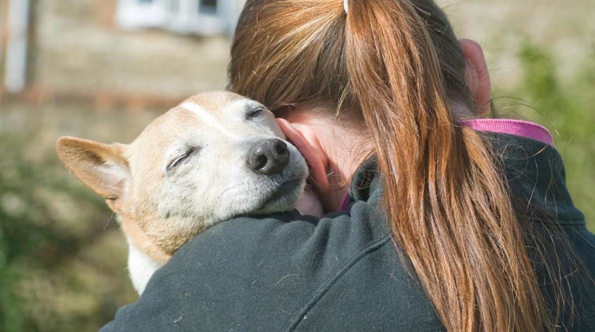 κατοικίδια
