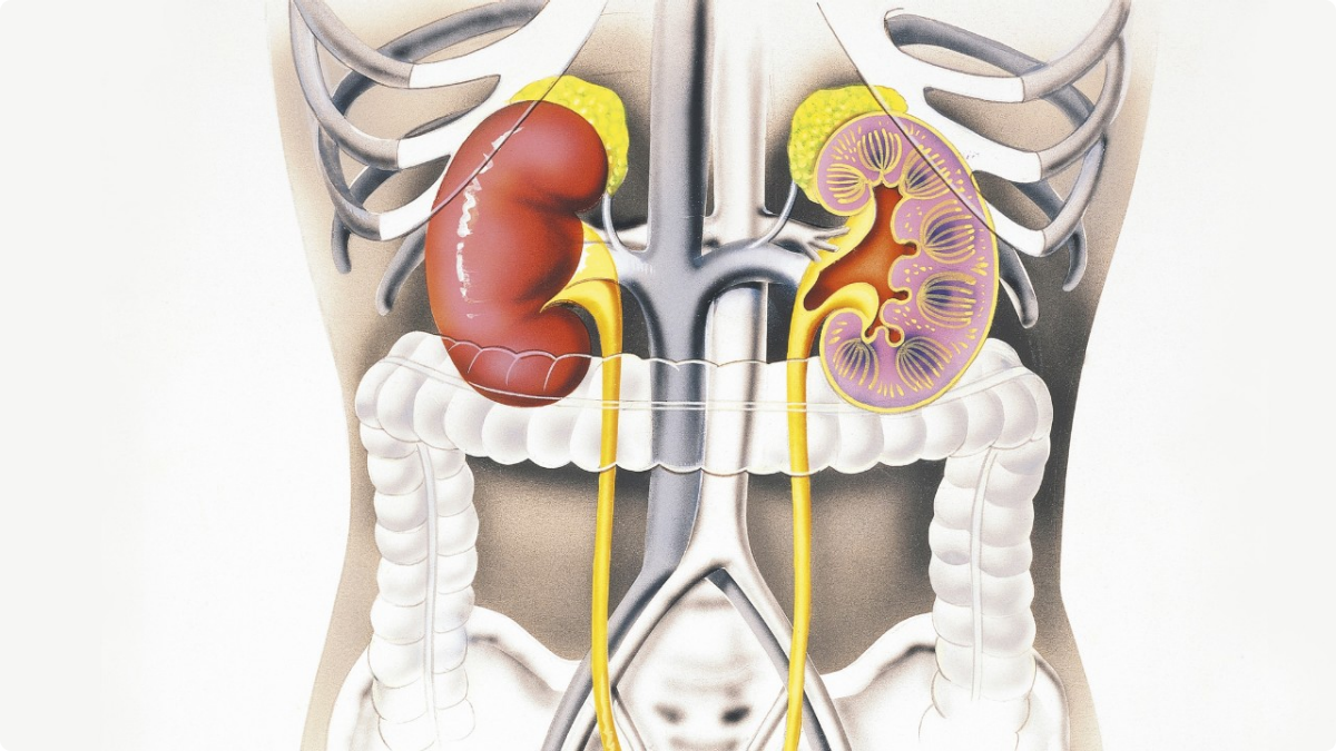 παγκόσμια ημέρα νεφρού