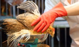 γρίπη των πτηνών