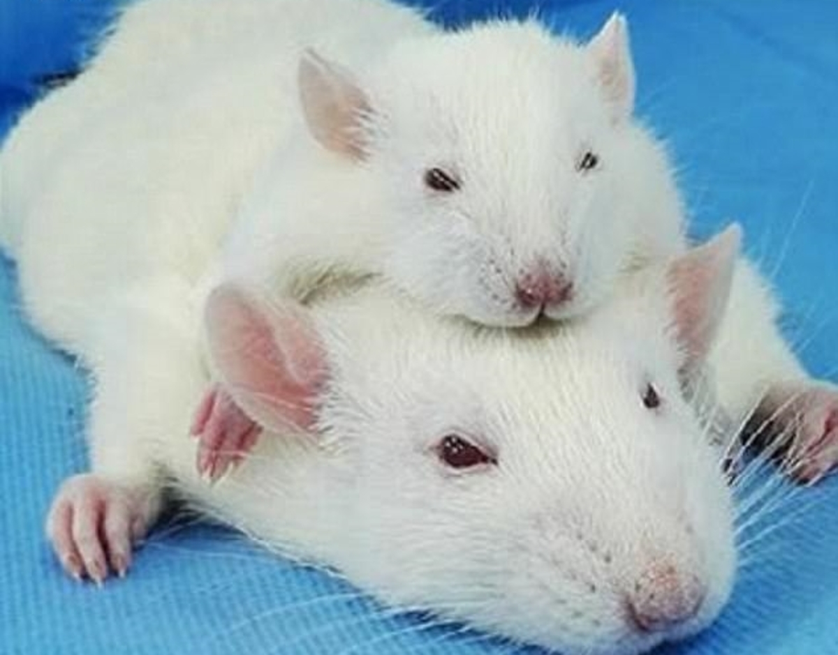 μεταμόσχευση κεφαλιού