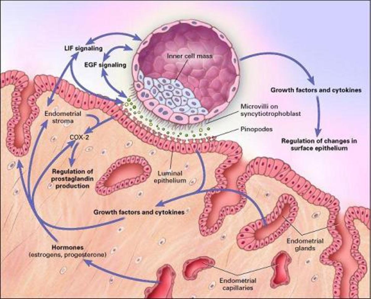 Στην εικόνα φαίνεται η εμφύτευση του εμβρύου (αριστερά) στο ενδομήτριο (δεξιά), όπου το περιμένουν τα κύτταρα του ανοσοποιητικού συστήματος (ΝΚ λεμφοκύτταρα και Τ λεμφοκύτταρα) για να το αναγνωρίσουν και να δημιουργήσουν μια κολλώδη βλέννα στη επιφάνεια του ενδομητρίου, που θα βοηθήσει στην προσκόλληση-εμφύτευση του εμβρύου ή να του επιτεθούν και να το καταστρέψουν εφόσον το θεωρήσουν (εσφαλμένα) ως ξένο σώμα.