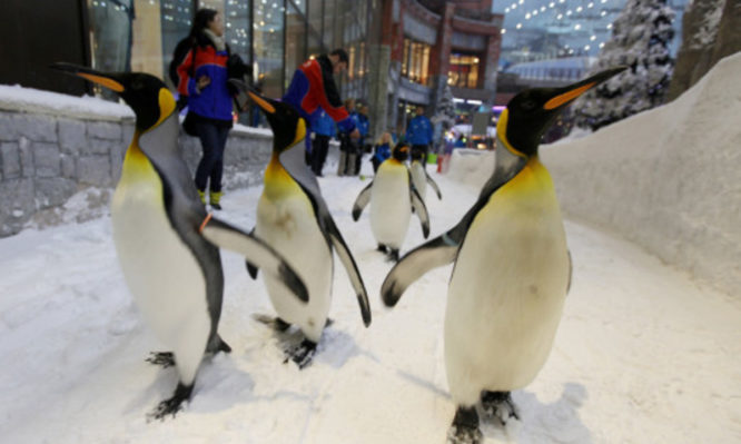 πιγκουίνοι