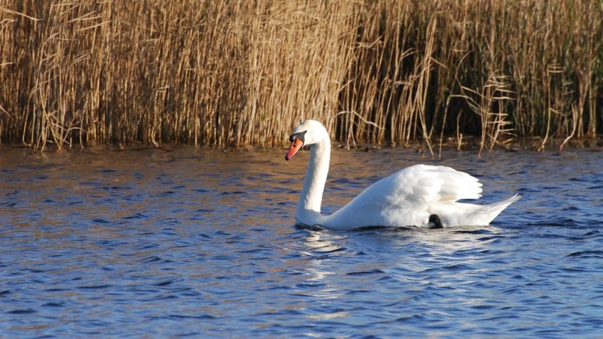 γρίπη των πτηνών