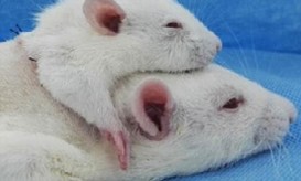 μεταμόσχευση κεφαλιού