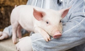 μεταμόσχευση