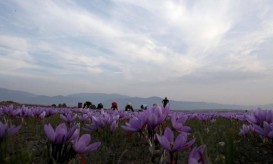 κρόκος κοζάνης