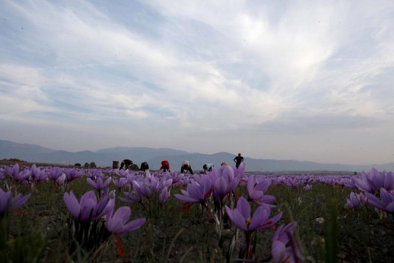 κρόκος κοζάνης