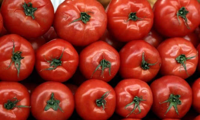 ντομάτες