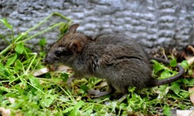 λεπτοσπείρωση