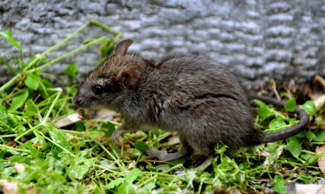 λεπτοσπείρωση