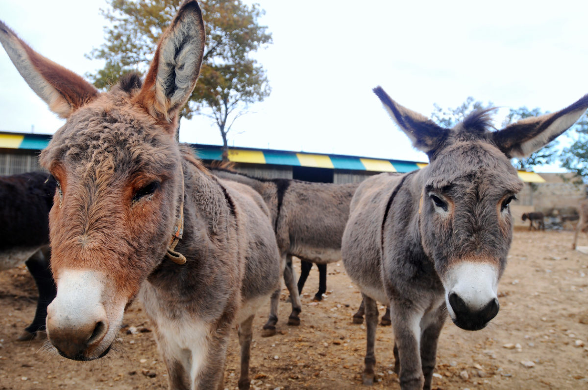 γάλα γαϊδούρας