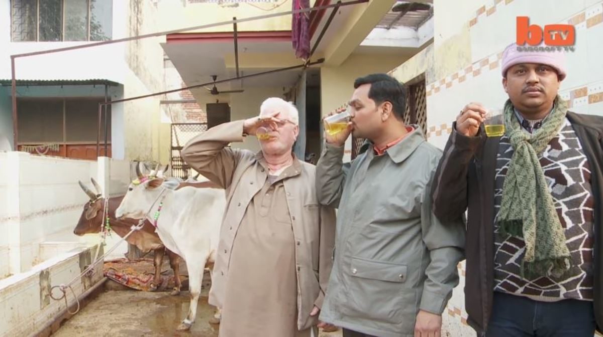 ούρα αγελάδας