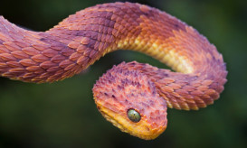 φίδια