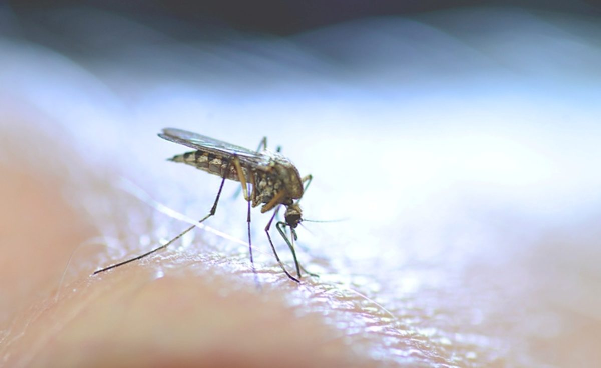 ιός του Δυτικού Νείλου