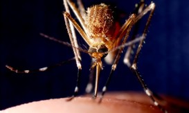 δυτικού νείλου