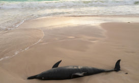 Αλτσχάιμερ