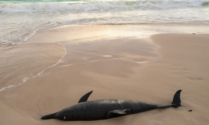 Αλτσχάιμερ