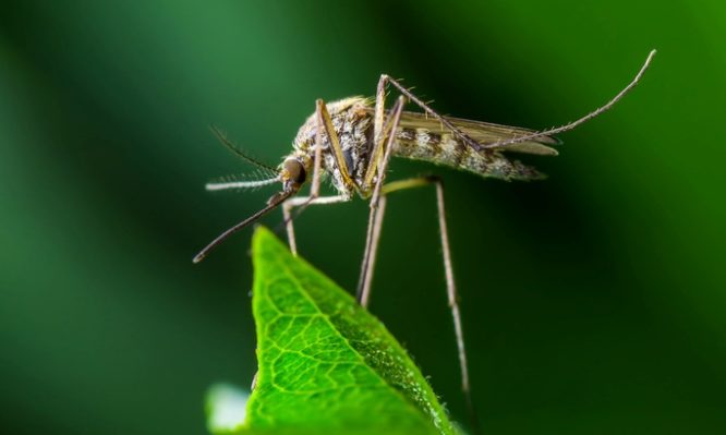 τροπικά νοσήματα κουνούπια