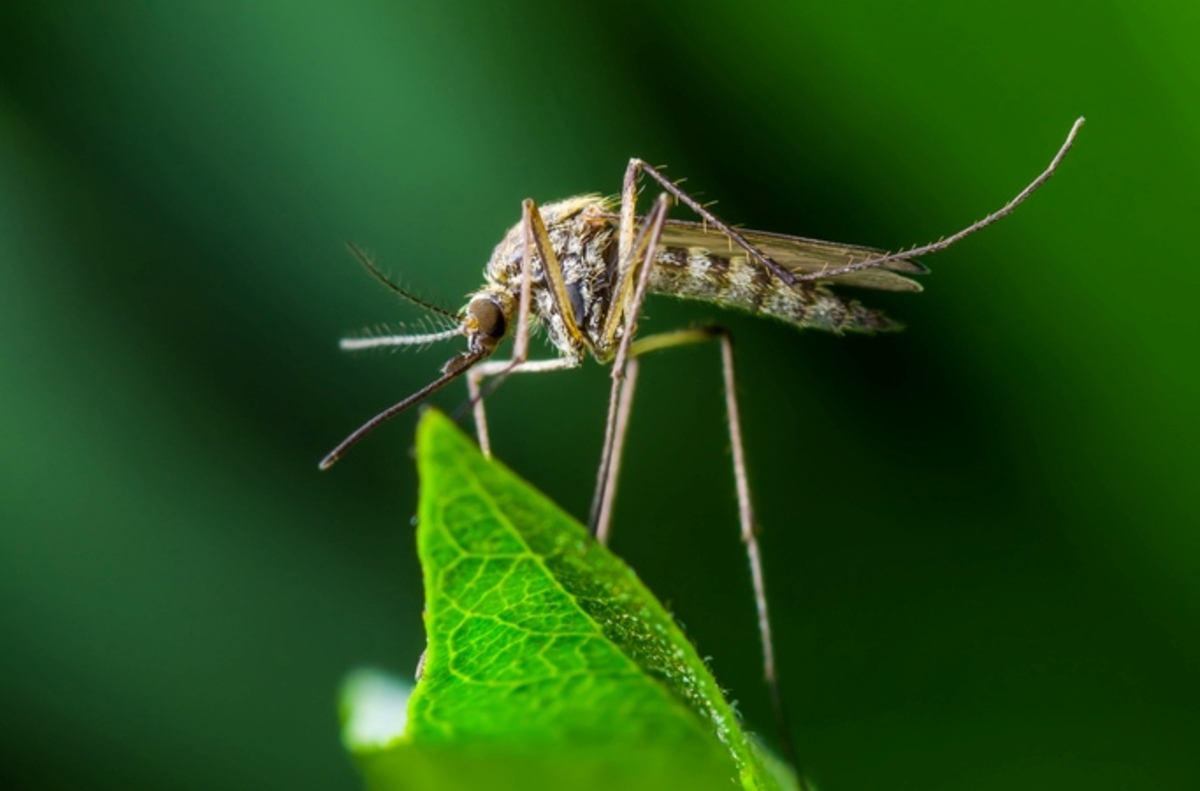 τροπικά νοσήματα κουνούπια
