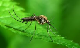 Δυτικού Νείλου