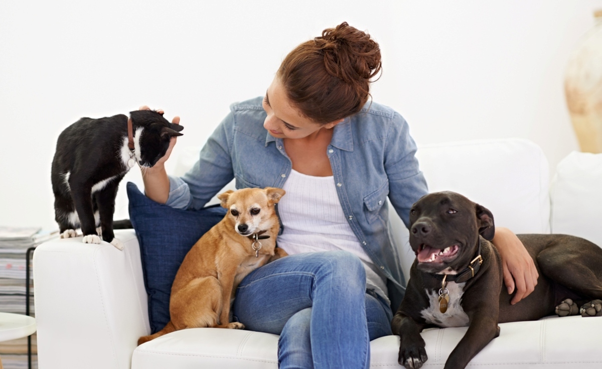 κατοικίδια