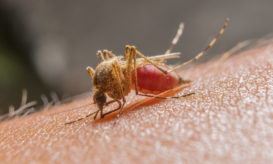 ιός Δυτικού Νείλου