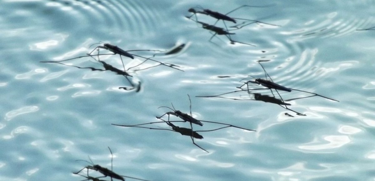 Δυτικού Νείλου