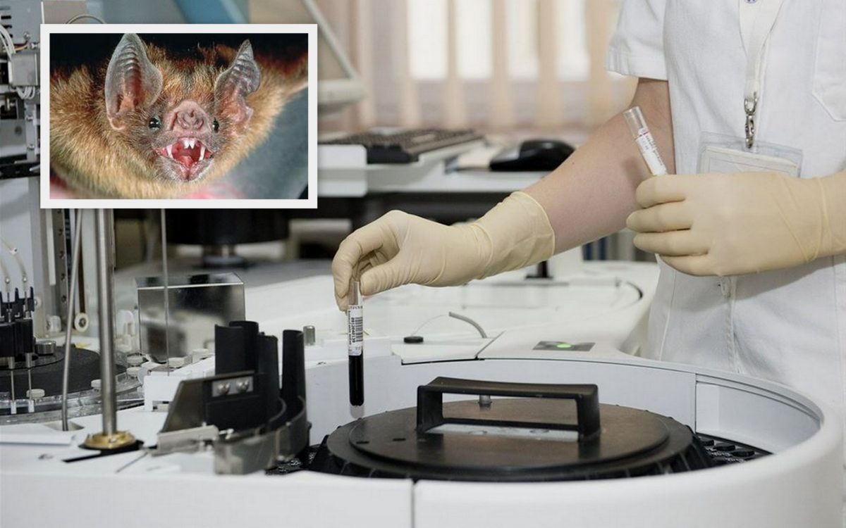 νυχτερίδες