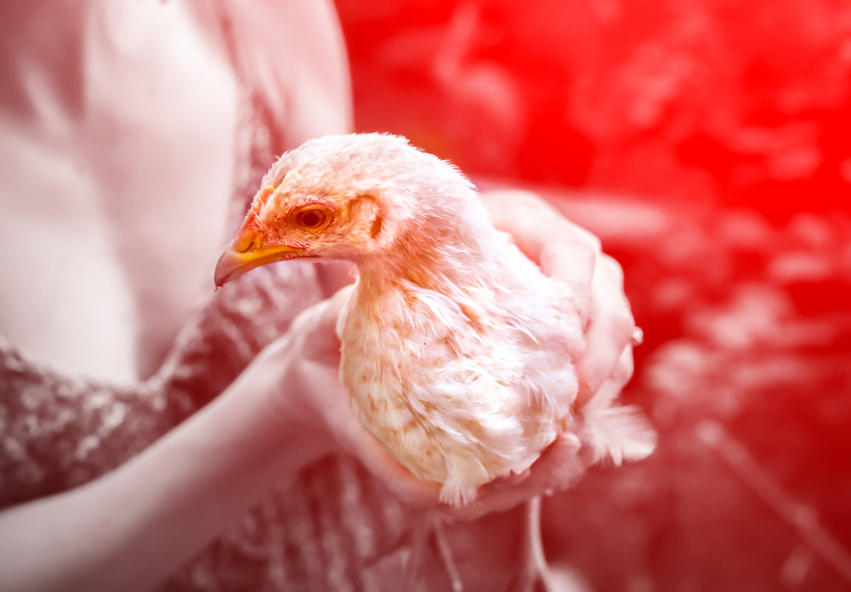 γρίπη των πτηνών