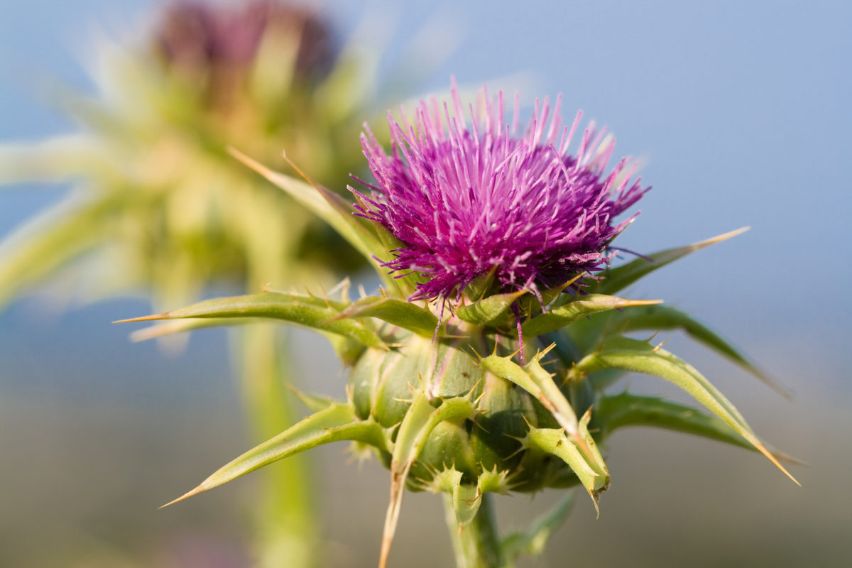 γαϊδουράγκαθο