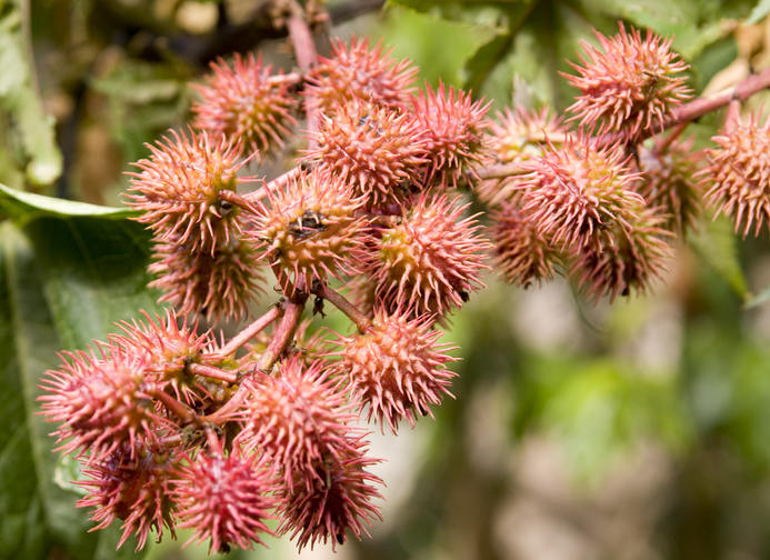 καστορέλαιο