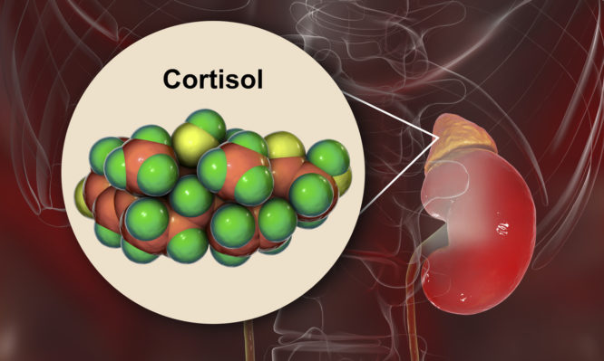 κορτιζόλη