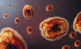 ευλογιά των πιθήκων