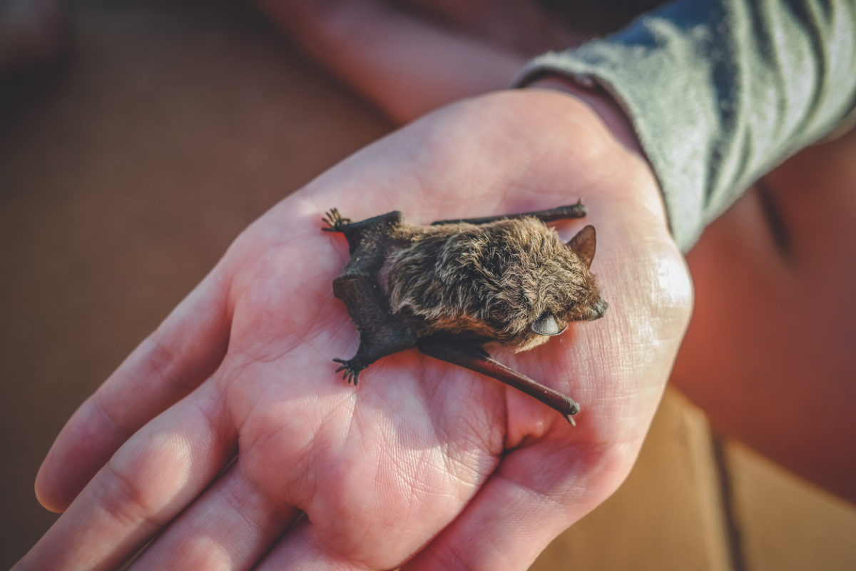 νυχτερίδες