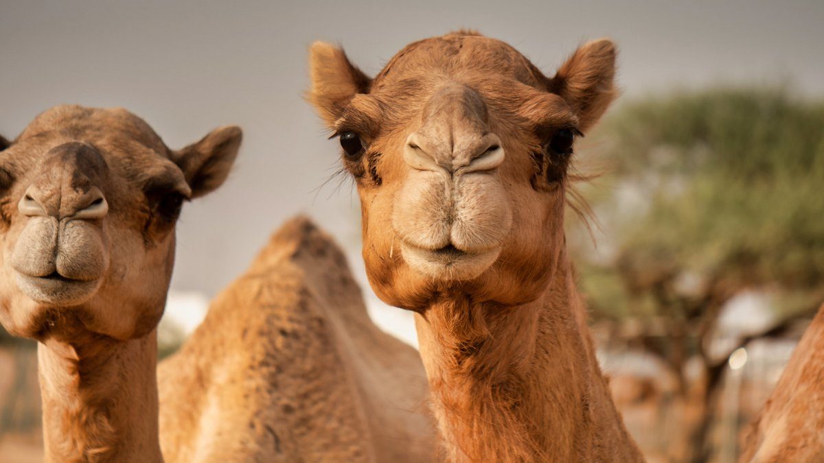 καμήλας