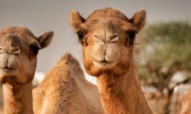 καμήλας