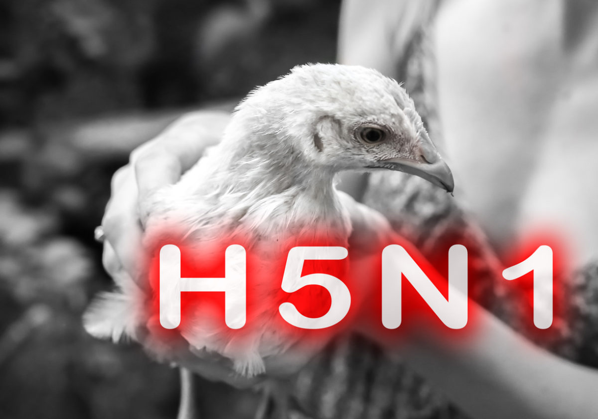 γρίπη των πτηνών