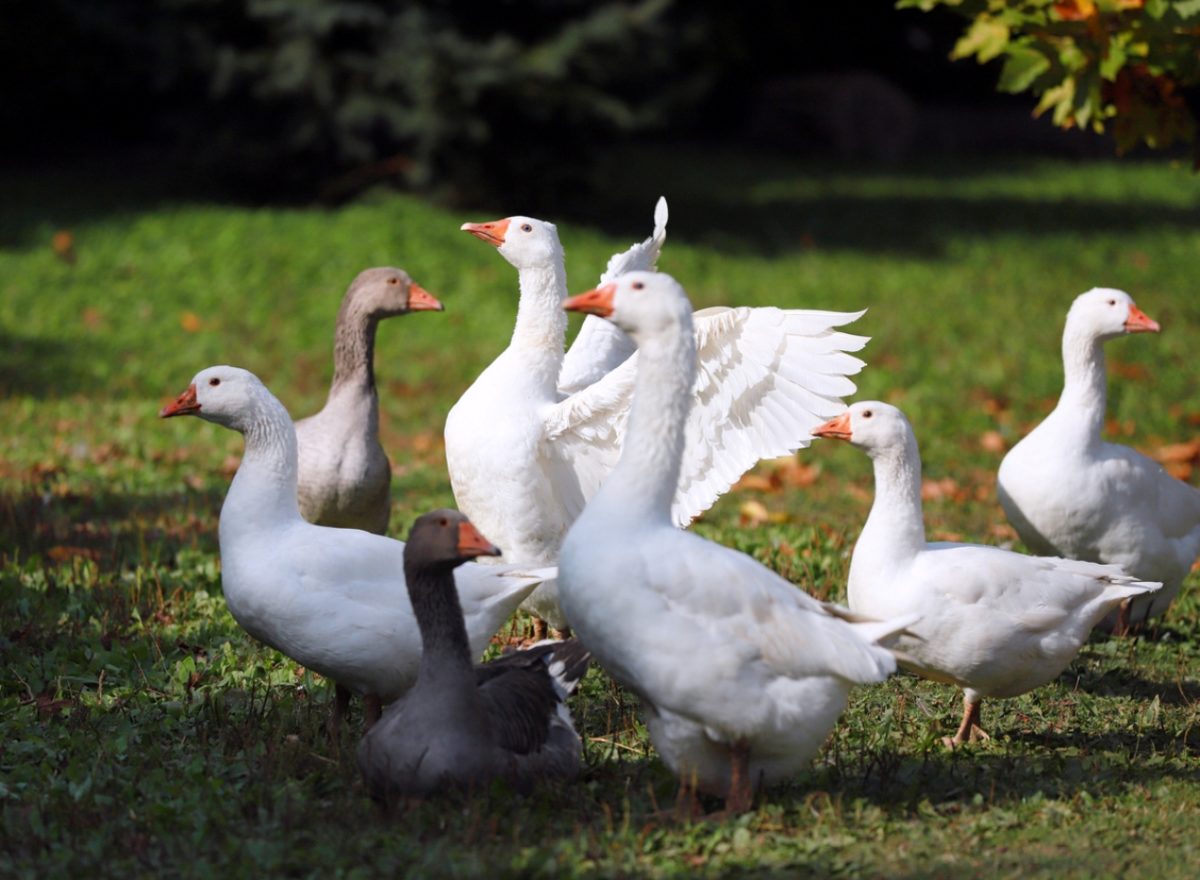 γρίπη των πτηνών