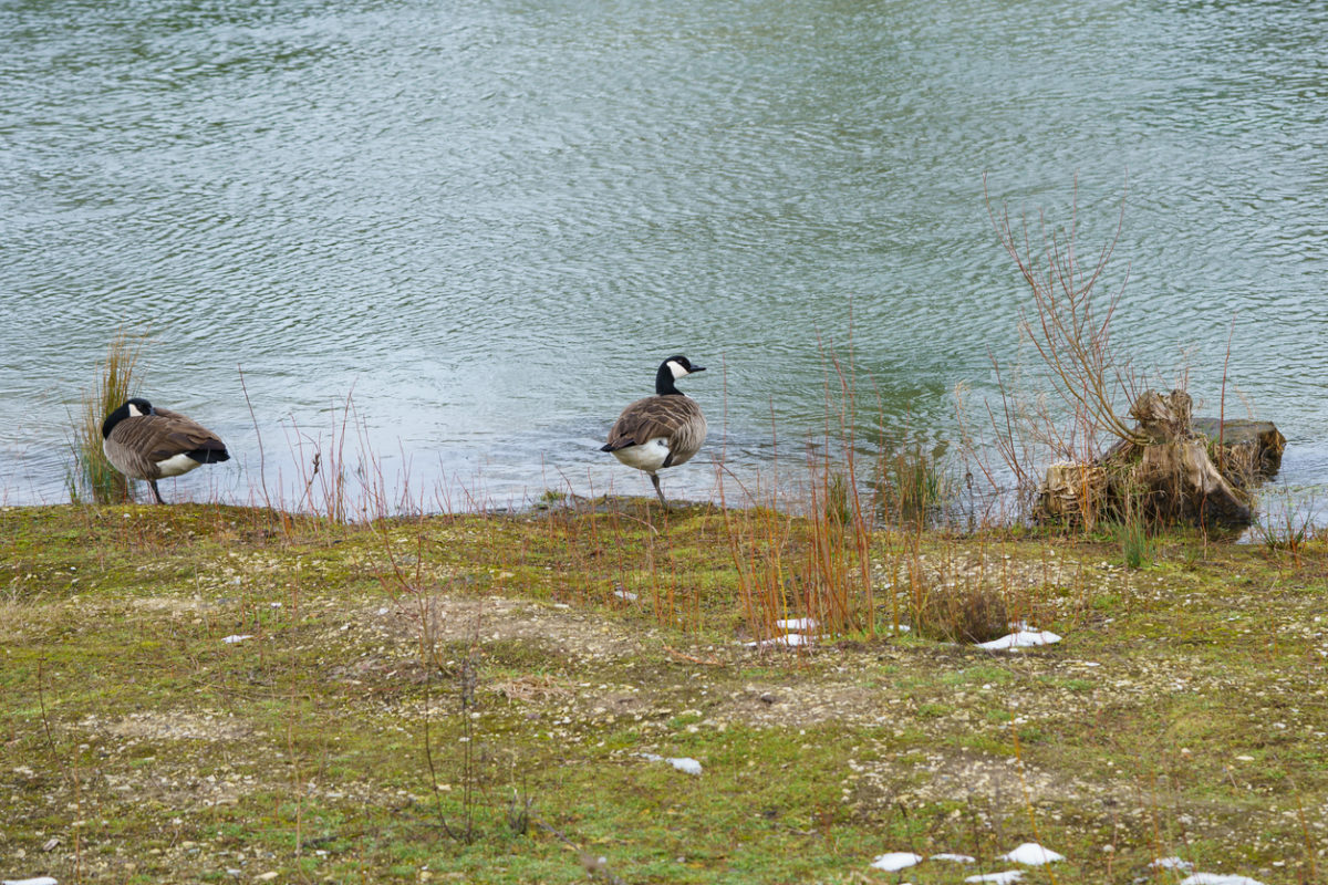 παντοτινά χημικά