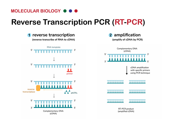 RT-PCR