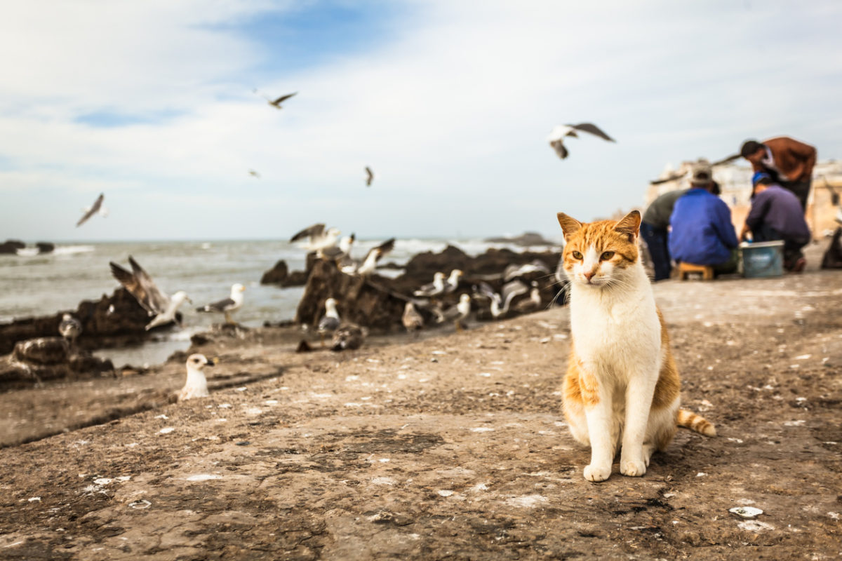 γρίπη των πτηνών