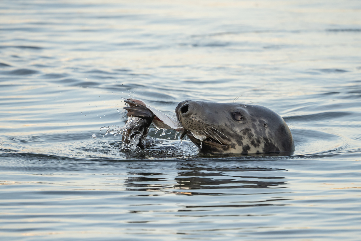 Islander Eating Fish Γρίπη των πτηνών: Συναγερμός στη Βρετανία, μην πλησιάζετε θηλαστικά ...