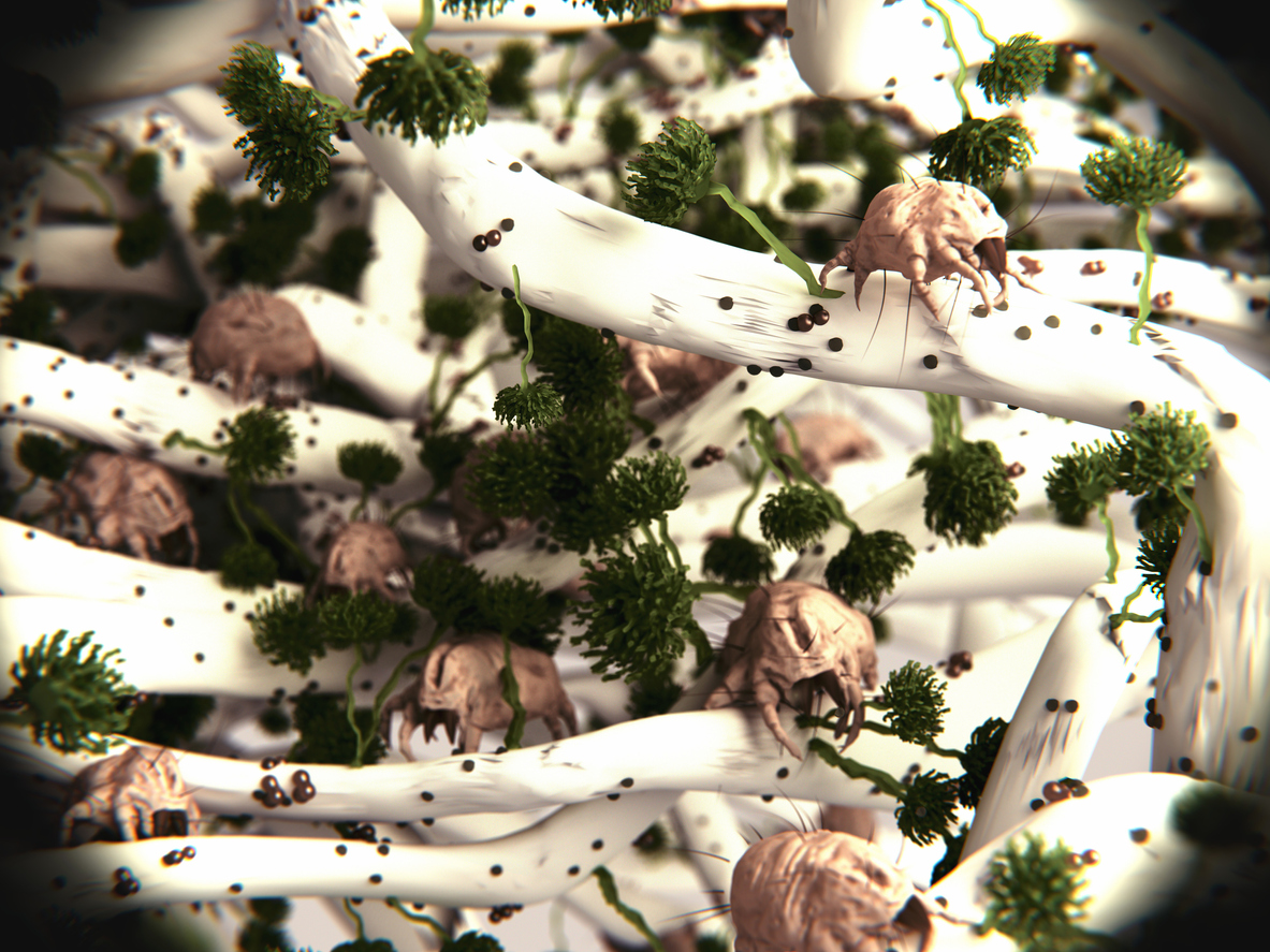 ακάρεα σκόνης