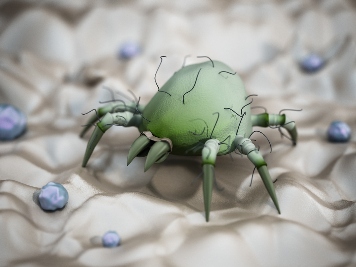 ακάρεα σκόνης