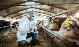 νόσος των τρελών αγελάδων